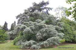 Cedrus atlantica Aurea — photo 2